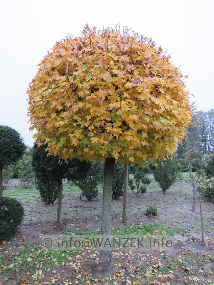 Acer campestre  Kugelstamm 01.JPG